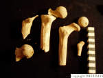 L_V20d5010 A16.60 R814 lR ta femorae left side.JPG L_V20d5010 A16.60 R814 lR ta femorae left side